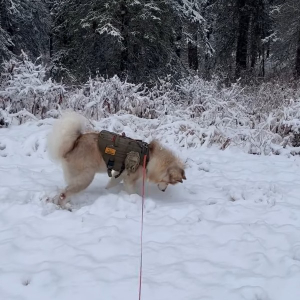 雪に向かって飛び込んだマラミュート。実はこれ、遊んでるんじゃなくてハンティングなんです！！・・逃げられちゃいましたけど【アメリカ・動画】