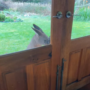 「お家に入れて」とおねだりしてる？玄関の前にカンガルーがやってきた！！【海外・動画】