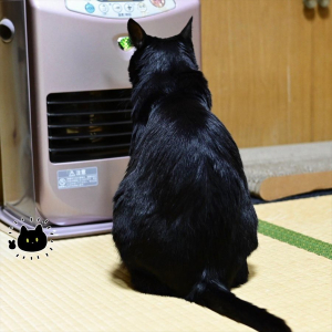 「この子がいちばん喜んでる」ストーブを出すとベストポジションをキープしに黒猫がやってきた！！