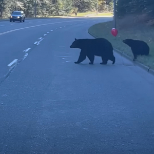 まるで絵本の中の出来事みたい！道路を横断しようとした子グマは赤い風船を見つけました！！【海外・動画】