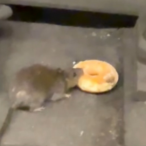 映画の主人公？NYの地下鉄で暮らすネズミは、ドーナッツを手土産にパートナーの元へ！！【アメリカ・動画】