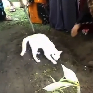 飼い主が亡くなって「別れを受け入れられず墓から離れようとしない猫」の動画に多くの人たちが涙