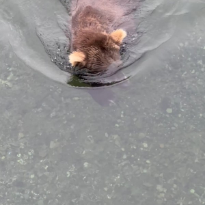 クマの脅威の身体能力！泳ぐのも得意なことが分かる姿にビックリ！！【アメリカ・動画】