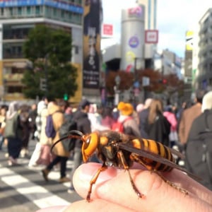 スズメバチを渋谷で散歩させるユーチューバー出現→ 実際にやった結果