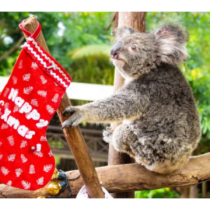 オーストラリア・ケアンズ観光局が、今年も「真夏のクリスマス」キャンペーンを開催！