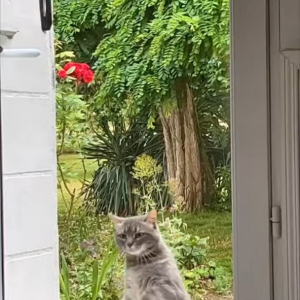 家の中に入れてほしくて玄関のドアを高速ノックする猫。しかし、なかなかドアを開けてもらえないので・・