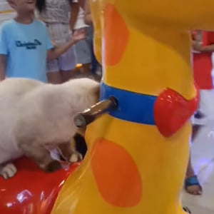 猫だって楽しく遊びたい？！ゲームセンターでキリンの乗り物に乗って満喫する姿がかわいい！！【海外・動画】