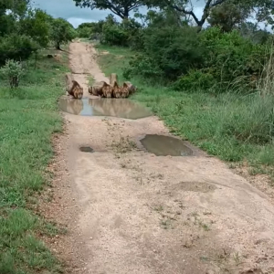 ライオンたちが道路を塞いでいる！？・・と思ったら、水たまりに皆で並んで水分補給中！！【海外・動画】