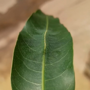 擬態のプロすぎる・・。この葉っぱの上に、『ある虫』がいるのですが・・どこにいるか分かりますか？？