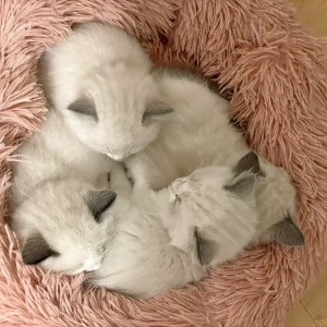 急に静かになったと思ったら・・。元気な子猫たちが猫団子になって眠る姿がかわいすぎる！！