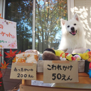 たくさん買ってあげたくなっちゃう！愛犬目線のフリーマーケットに購入希望者殺到！？