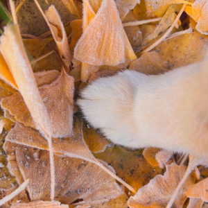 おててだけでも季節を感じる。柴犬がおててを置いているのは霜がかかったイチョウの葉