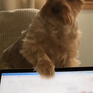 「おさんぽに連れて行って！」愛犬がパソコンのディスプレイを叩いて熱いアピール！！