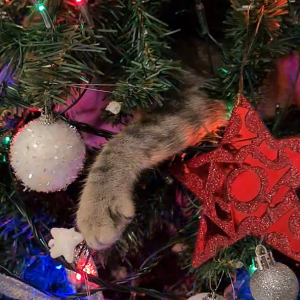 猫の手の形をしたクリスマスオーナメント？いいえ、違います！クリスマスツリーに潜り込んだ猫のおててです！！【海外・動画】