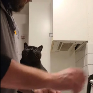 黒猫がするキスのおねだりがかわいすぎる！お皿を洗う飼い主さんの腕におててを添えて・・、ぐっと上目づかいで甘えています！！