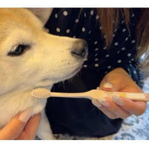 優しく磨ける犬用歯ブラシ「オーラバイオブラシ  largeカフェラテ」新発売！