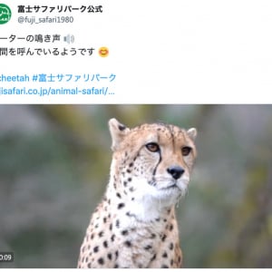 「ニャーン！」富士サファリパークが仲間を呼ぶチーターの鳴き声を公開 →あまりにも猫すぎると話題