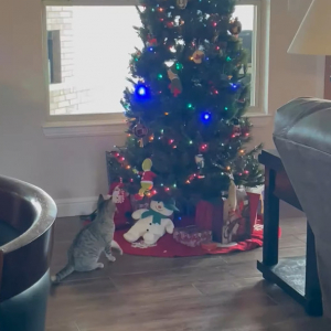一足早いクリスマスプレゼント？猫がクリスマスツリーのオーナメントのひとつにおててを伸ばして・・もらっていっちゃった！！【アメリカ・動画】