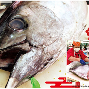 角上魚類、新年初荷の国産「京都 伊根まぐろ」解体実演販売を全店で開催