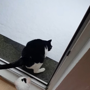 あまりの冷たさにビックリした？雪を初めて見た子猫たち。外に出たと思ったら・・すぐに戻ってきました！！【海外・動画】