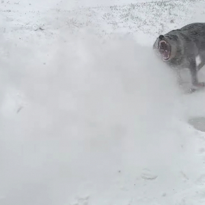 ブロワーで除雪作業をしていたら・・。ブルーヒーラーがはしゃいで楽しそう！！【アメリカ・動画】