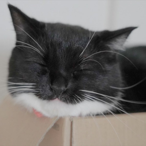 「箱の中で幸せそう」大人気猫『うに』くんが箱の中でまったりしている姿がかわいすぎる！