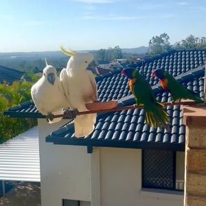 朝7時に始まったごはんを巡る熱いバトル。キバタンとゴシキセイガイインコの争いの勝者はどっちだ！？【海外・動画】