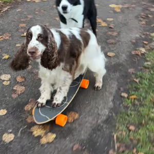 スケートボードで遊ぶ愛犬たち。2匹で上手にプッシュしていきます！！【海外・動画】