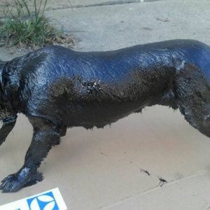 助かってよかった！廃棄されたアスファルト補修ゴムに埋まってしまった犬を救出