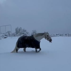 ふかふかの雪の上で転がってはしゃぐ馬。「雪上ゴロリスト」がかわいすぎる！