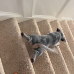 階段を下る子犬。腹ばいになって滑るように進んでいきます！！【アメリカ・動画】