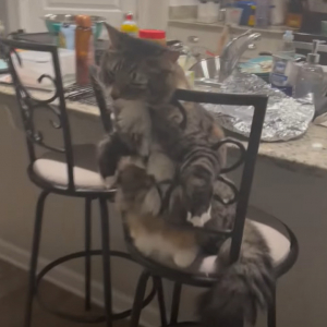 とろけてる子猫がかわいい！椅子の背もたれに体を預けてチルタイム【アメリカ・動画】
