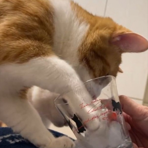 コップから氷水を飲む猫。チョンチョンと氷を突いたりもしますが・・盛大に空振りしちゃうのもかわいい！！