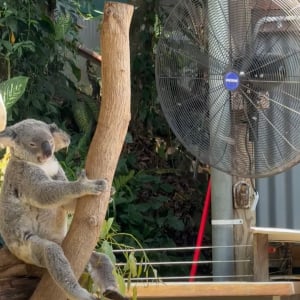 きっとこのコアラはこの場から動くことはないでしょう・・。暑いので扇風機の前を陣取っている！！【海外・動画】