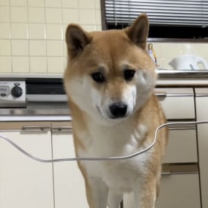 行く手が塞がっていて困り顔になっている柴犬。だけどよく考えた結果・・、無事に通過できました！！