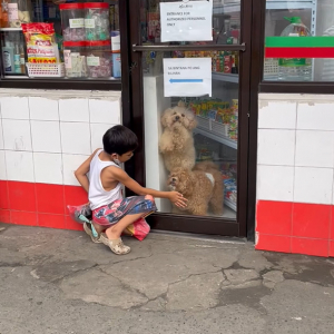 「一緒に遊ぼ！」店内からシーズーたちが窓をカキカキして、外にいる男の子に猛アピール！！【海外・動画】