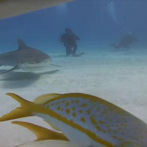 サメに食べられた気分！？海底に設置したカメラを・・サメがパクっと口に入れちゃった！！【海外・動画】
