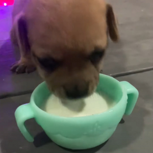 ミルクをカップから飲む子犬。ところが夢中になりすぎたみたい！！まさかのハプニングが【海外・動画】
