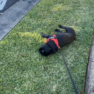 絶対に歩きたくない！？おさんぽ中のブルドッグが芝生に寝転がり・・引きずられても起き上がらない！！【海外・動画】