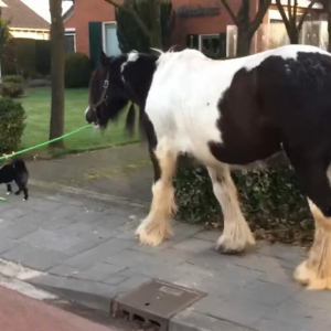 犬が馬を散歩させている？おさんぽ中の犬はリードをくわえ、おとなしい馬を先導中！！