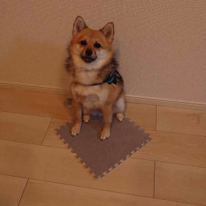床が冷たいのはわかるけど・・。キッチンを見張るためにカーペットを持ってきた愛犬が賢いし、かわいい！！