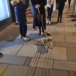 女性が犬を散歩させていると思ったら・・。リードの先にいるのはロボット犬！？【海外・動画】