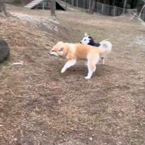 ドックランで大はしゃぎ！秋田犬が全力で走ってくると・・、おなかを出して芝生に転がった！！