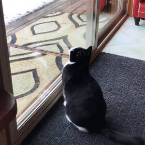 窓の外を眺める猫。雪景色を楽しんでいるのかと思いきや・・急にエキサイティング！！いったい何が？？