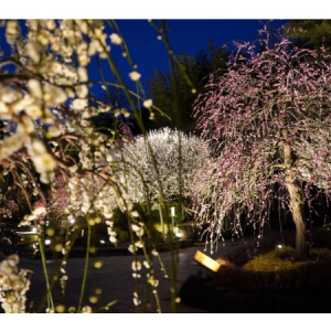 【神奈川県鎌倉市】鎌倉 長谷寺にて梅の開花に合わせ「梅ライトアップ」と「新春御足参り」実施