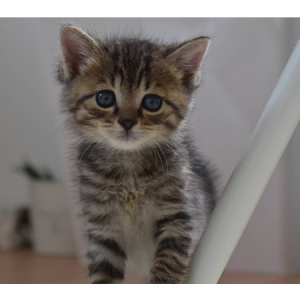 【福島県本宮市】飼い主のいない猫の不妊去勢手術に特化した動物病院がオープン！