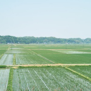 【千葉県旧夷隅町(いすみ市)】万木城址と内陸の田園風景を感じて