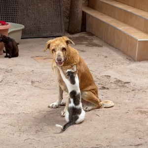 仲の良さがうかがえる。目の見えない犬を猫がもみもみマッサージ！