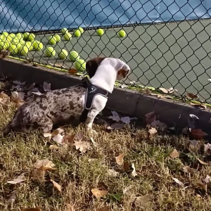 コートの隅に寄せられていくテニスボール。それを見て犬は全部欲しくなっちゃった！！【海外・動画】