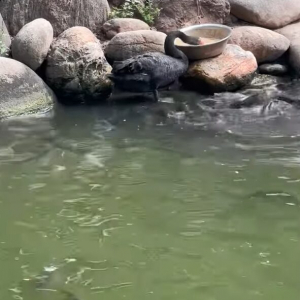 コクチョウが魚に餌付け中？ごはんを食べたり水を飲むと・・魚たちが寄ってきた！！【海外・動画】